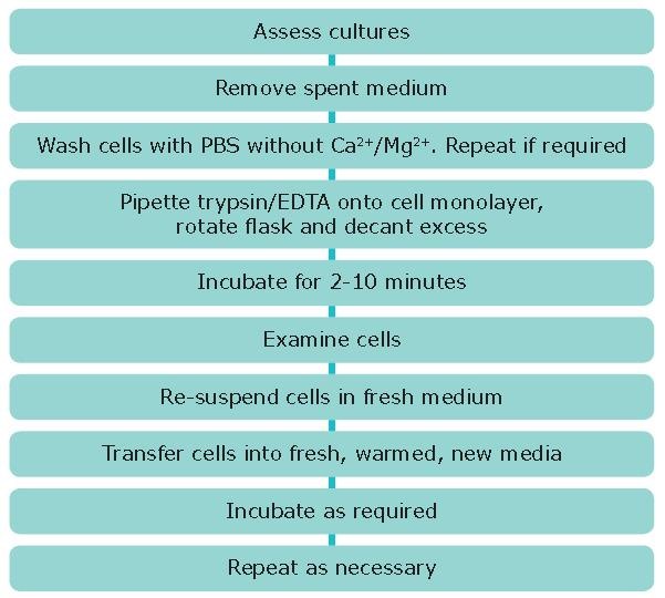 Subculture of Adherent Cell Lines Subculture of Adherent Cell Lines