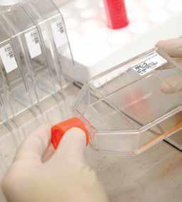 cell monolayer cell monolayer