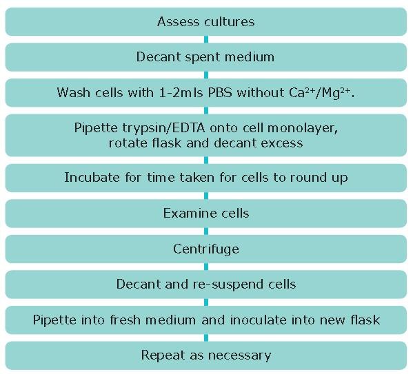 Cell Culture Protocol 4: Subculture of Semi-Adherent Cell Lines Cell Culture Protocol 4: Subculture of Semi-Adherent Cell Lines