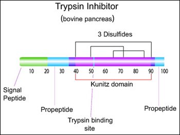 Trypsin inhibitor (bovine pancreas)