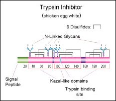 Trypsin inhibitor (chicken egg white)