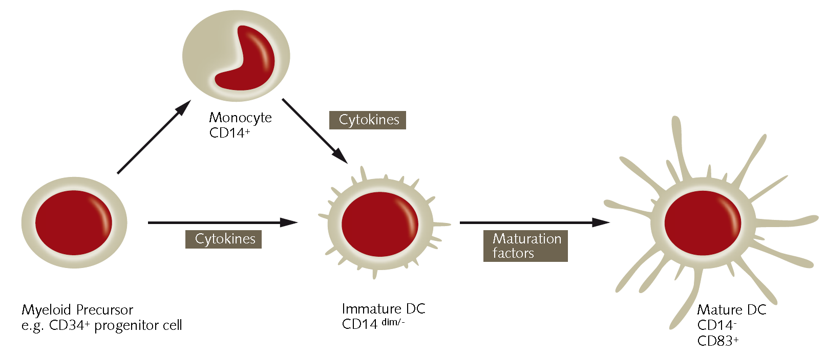 Differentiation of human PBMC and CD34+ derived monocytes into mature CD83+/CD14-dendritic cells. Dendritic cells