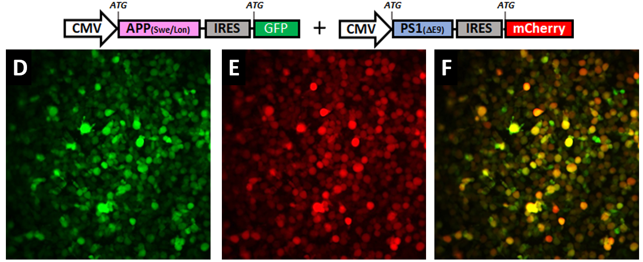 Human neural stem cell lines