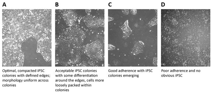 Scoring of iPSC Colonies