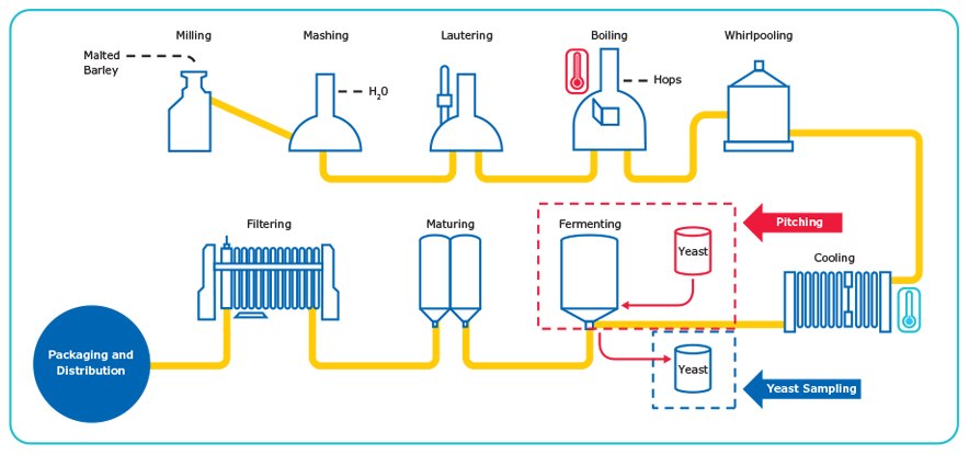 Accurate counting of yeast cells is important during the pitching and sequential yeast sampling steps. The Brewing Process.