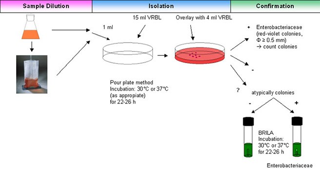 Enumeration of Coliforms