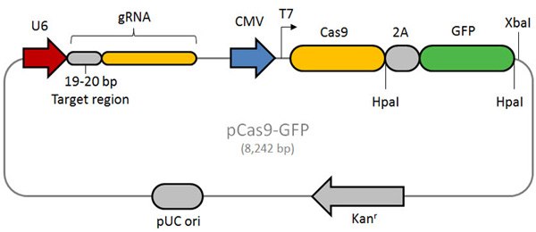 Schematic of the CRISPR/Cas-GFP vector.