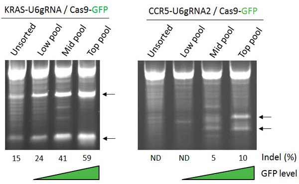 gRNA targeting the KRAS locus