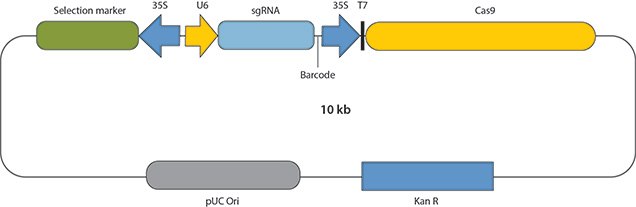 Basic structure of CRISPR-Cas9 constructs for biolistics or protoplast Transformation.