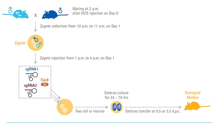 Schematic of using CRISPR/Cas9 genome editing on mouse embryos to create transgenic mice. By coinjecting Cas9 mRNA and guide RNAs multiple gene targets can be knockout at once in mouse embryos. (Adapted from Yang H, Wang H, and Jaenisch R. Nat Protoc. 2014 Aug;9(8):1956-68.)