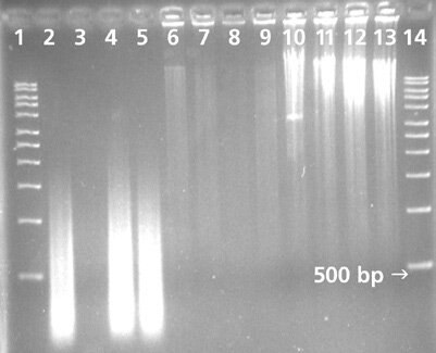 Blood Card Blood Card