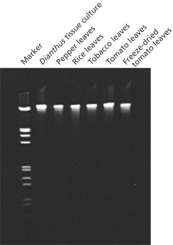 Genomic DNA from various plant species isolated with GenElute™ Plant Genomic DNA Miniprep Kit. Purified genomic DNA (0.4 μg/lane) was analyzed on a 0.8% agarose gel. Marker is lambda Hind III digest. Genomic DNA from various plant species