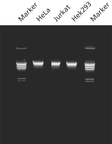 Genomic DNA purified from cells using GenElute™ Mammalian Genomic DNA Purification Kit. Purified genomic DNA was isolated with the GenElute™ Mammalian Genomic DNA Purification Kit from 2 x 10<sup>6</sup> cells of the sources indicated. The genomic DNA (200 ng/lane) was analyzed on a 0.8% agarose gel. Markers are lambda DNA digested with Hind III. mammalian Kit