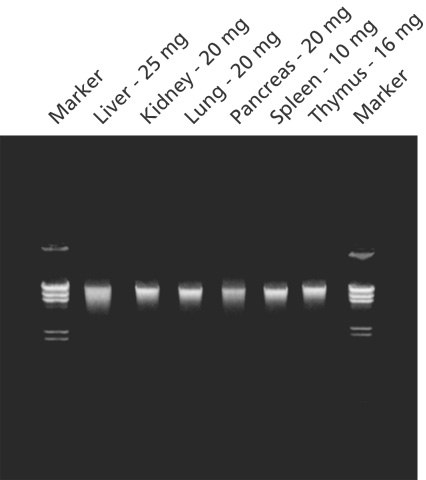 Purified genomic DNA, from the indicated mouse tissues, was isolated with the GenElute™ Mammalian Genomic DNA Purification Kit. Genomic DNA (200 ng/lane) was analyzed on a 0.8% agarose gel to illustrate yield and integrity. Markers are lambda DNA digested with Hind III. Mammalian Kit