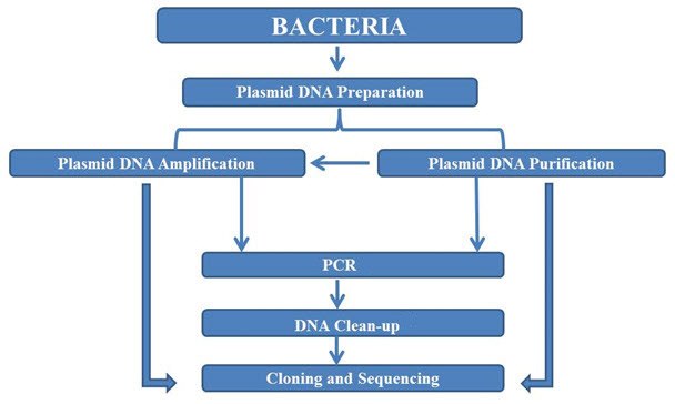 Workflow for nucleic acid preparation and purification from plasmids. PCR DNA clean-up: product numbers NA1020 and PCR9604 Workflow for nucleic acid preparation and purification from plasmids