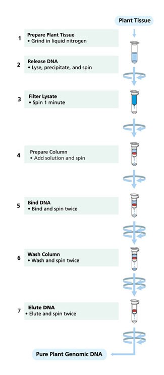 Preheat the Elution Solution Preheat the Elution Solution