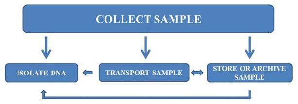 Workflow for sample collection, transport, archiving, and DNA purification. Workflow for sample collection, transport, archiving, and DNA purification.