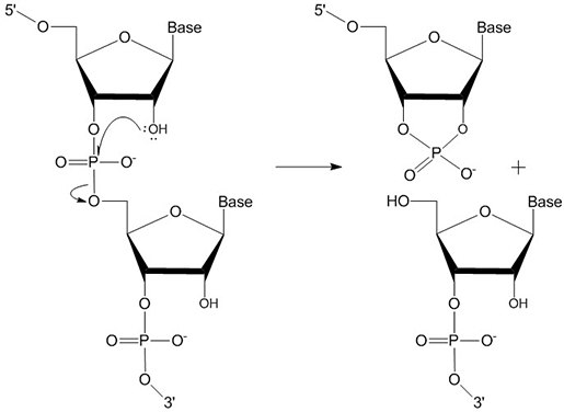 The 2’-hydroxyl group of RNA can lead to autocatalytic degradation, which in turn, under the right conditions, lowers the quantity of useful oligonucleotide. RNA autocatalysis