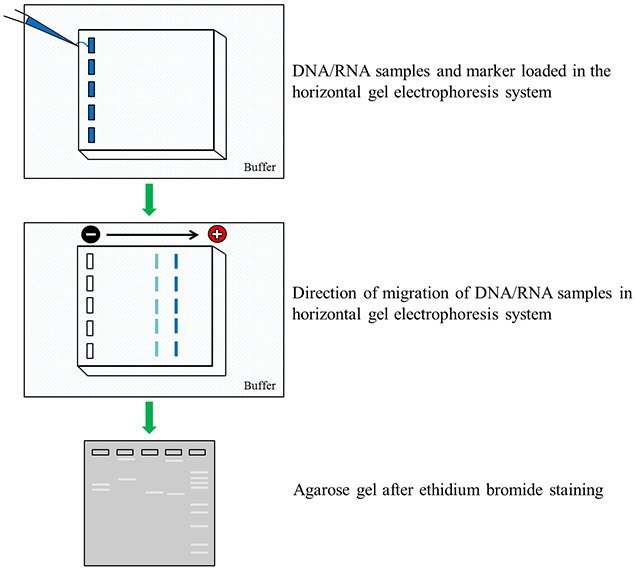 Agarose gel electrophoresis of nucleic acids Agarose gel electrophoresis of nucleic acids