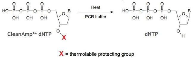 CleanAmp dNTP CleanAmp dNTP