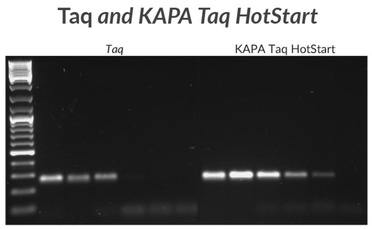 A 270 bp amplicon was amplified from mycoplasma DNA with KAPA Taq or KAPA Taq HotStart. Sensitivity was tested using a 10X template dilution series starting with 1 ng of DNA. A 270 bp amplicon was amplified from mycoplasma DNA with KAPA Taq or KAPA Taq HotStart. Sensitivity was tested using a 10X template dilution series starting with 1 ng of DNA.