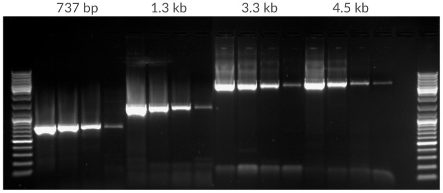 Amplification of template dilution of human genomic DNA starting with 50 ng, 10 ng, 2 ng, 400 pg per 25 μL. Amplicons were 737 bp, 1.3 kb, 3.3 kb, and 4.5 kb in lengths. 35 cycles, 72ºC extension temperature. Amplification of template dilution of human genomic DNA starting with 50 ng, 10 ng, 2 ng, 400 pg per 25 μL. Amplicons were 737 bp, 1.3 kb, 3.3 kb, and 4.5 kb in lengths. 35 cycles, 72ºC extension temperature.