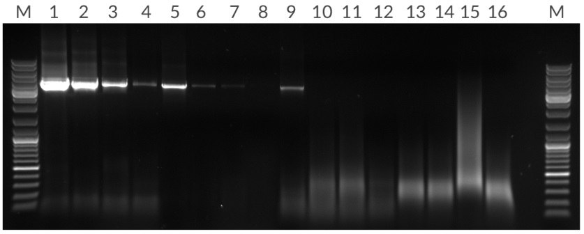 *Amplification of 4.5 kb fragment from 50 ng, 10 ng, 2 ng, and 400 pg of human genomic DNA per 25 μL reaction. Lanes: (M) Marker, (1 – 4) KAPA Long Range HotStart, (5 – 8) Competitor T, (13 – 16) Competitor R. *Amplification of 4.5 kb fragment from 50 ng, 10 ng, 2 ng, and 400 pg of human genomic DNA per 25 μL reaction. Lanes: (M) Marker, (1 – 4) KAPA Long Range HotStart, (5 – 8) Competitor T, (13 – 16) Competitor R.