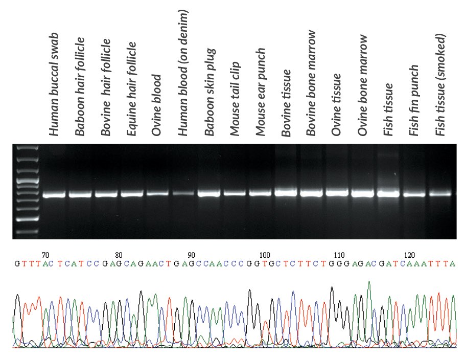 DNA was extracted with KAPA Express Extract from various samples obtained from mammals and fish. From each extract, 2 μL was used directly (without quantification) in a PCR containing KAPA2G Robust HotStart ReadyMix and primers for the ~650 bp cytochrome c oxidase I gene fragment commonly used in species identification (Ivanova, et al., 2007). PCR products (10 μL) were analyzed in a 1% agarose gel. Sample origin and type is displayed above the gel. Reaction products were used directly in standard Sanger sequencing reactions using out-nested M13 primers (2 μL PCR product per 10 μL sequencing reaction). Sequence data was of a high quality and enabled the identification of each species. A section of the sequence trace from Seriola lalandi (Yellowtail amberjack) tissue is presented in the bottom panel. DNA was extracted with KAPA Express Extract from various samples obtained from mammals and fish.