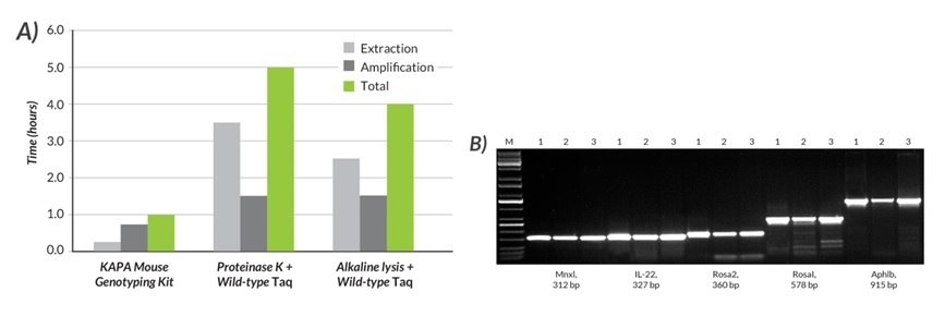 A) The total time required for DNA extraction and amplification was compared using the KAPA Mouse Genotyping Kit, Proteinase K and wild-type Taq, and alkaline lysis and wild-type Taq. B) Results for five amplicons (312 – 915 bp) generated with the KAPA Mouse Genotyping Kit (1) were compared to those obtained with two commonly used methods (2 and 3). With the KAPA Mouse Genotyping Kit, DNA lysates were prepared from mouse tails with the rapid (15 min), single-tube KAPA Express Extract system. Amplification with the KAPA2G Fast HotStart ReadyMix with dye was completed in 45 min. In contrast, DNA lysates were prepared with a ~3.5-hr Proteinase K protocol (2) or a rapid (~2.5 hr) alkaline lysis method (3). In both cases, amplification was performed with wild-type Taq (1.5 hr cycling protocol). Results obtained with the KAPA Mouse Genotyping Kit were equal or better (more specific) than those obtained with other methods, which (depending on the exact DNA extraction protocol used), may take at least four times as long, or up to 1 day to complete. With the KAPA Mouse Genotyping Kit, DNA lysates were prepared from mouse tails with the rapid (15 min), single-tube KAPA Express Extract system.