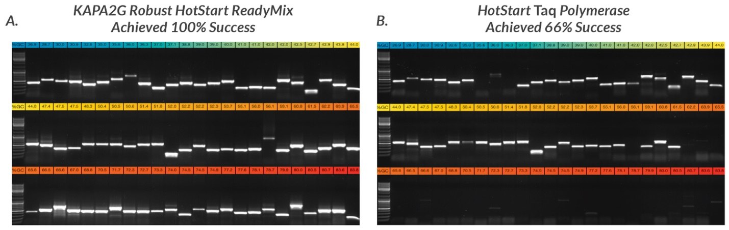 Half of each of the PCR products obtained with 72 of the 96 primer sets used in this study were electrophoresed in a 1% TBE-agarose gel. Amplicons were loaded in order of increasing GC content, with the lowest GC content (27%, blue) at the top left hand side and the highest GC content (84%, red) at the bottom right hand side of each composite gel image. Primers selected for this study had variable primer lengths, sequence composition, theoretical melting temperatures and other design features. Some primers contained 5'-tails for post-PCR sequencing using M13 or other standard sequencing primers. A. KAPA2G Robust HotStart ReadyMix reactions (25 μL) were performed as outlined in the User Guide. B. Wild-type Taq reactions (25 μL, containing 0.5 U Taq per reaction) were performed in Taq reaction buffer (1.5 mM MgCl2 at 1X), using the same final primer and dNTP concentrations as for KAPA2G Robust. Half of each of the PCR products obtained with 72 of the 96 primer sets used in this study were electrophoresed in a 1% TBE-agarose gel. Amplicons were loaded in order of increasing GC content, with the lowest GC content (27%, blue) at the top left hand side and the highest GC content (84%, red) at the bottom right hand side of each composite gel image.