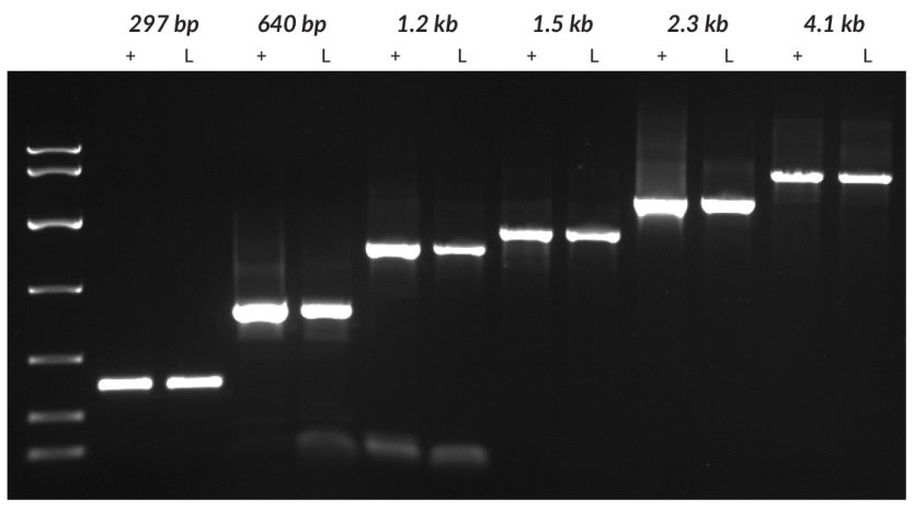 argets of different lengths (297 bp and 4100 bp from tobacco, 640 bp from tomato, 1221 bp from grapevine, and 1448 bp and 2249 bp from potato) were amplified from purified DNA (+) or leaf discs (L) using the KAPA3G Plant PCR Kit. For each species, genomic DNA was purified using a commercial DNA purification kit. Crude material was sampled using a 0.5 mm diameter Harris Uni-Core™ sampling tool. Purified DNA (1 – 10 ng per reaction, depending on species) and crude samples were used as templates in 50 μL PCRs, with 40 cycles of amplification. Reaction products were analyzed on a 1% agarose gel. KAPA Express DNA Ladder (100, 200, 400, 800, 1600, 4000, 8000 bp) was used as a MW marker. Targets of different lengths (297 bp and 4100 bp from tobacco, 640 bp from tomato, 1221 bp from grapevine, and 1448 bp and 2249 bp from potato) were amplified from purified DNA (+) or leaf discs (L) using the KAPA3G Plant PCR Kit.