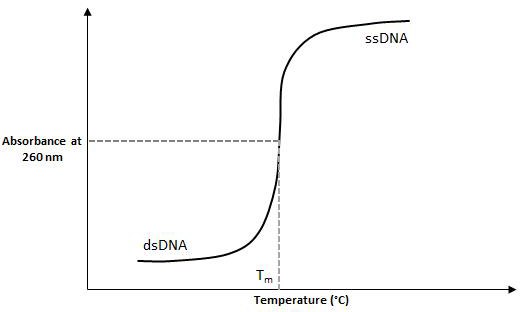 Measurements are made in a thermostatted cell in a UV-Vis spectrophotometer. The T<sub>m</sub> is the reading halfway between the double-stranded DNA (dsDNA) and single-stranded DNA (ssDNA) plateaus. Experimental determination of the Tm of DNA