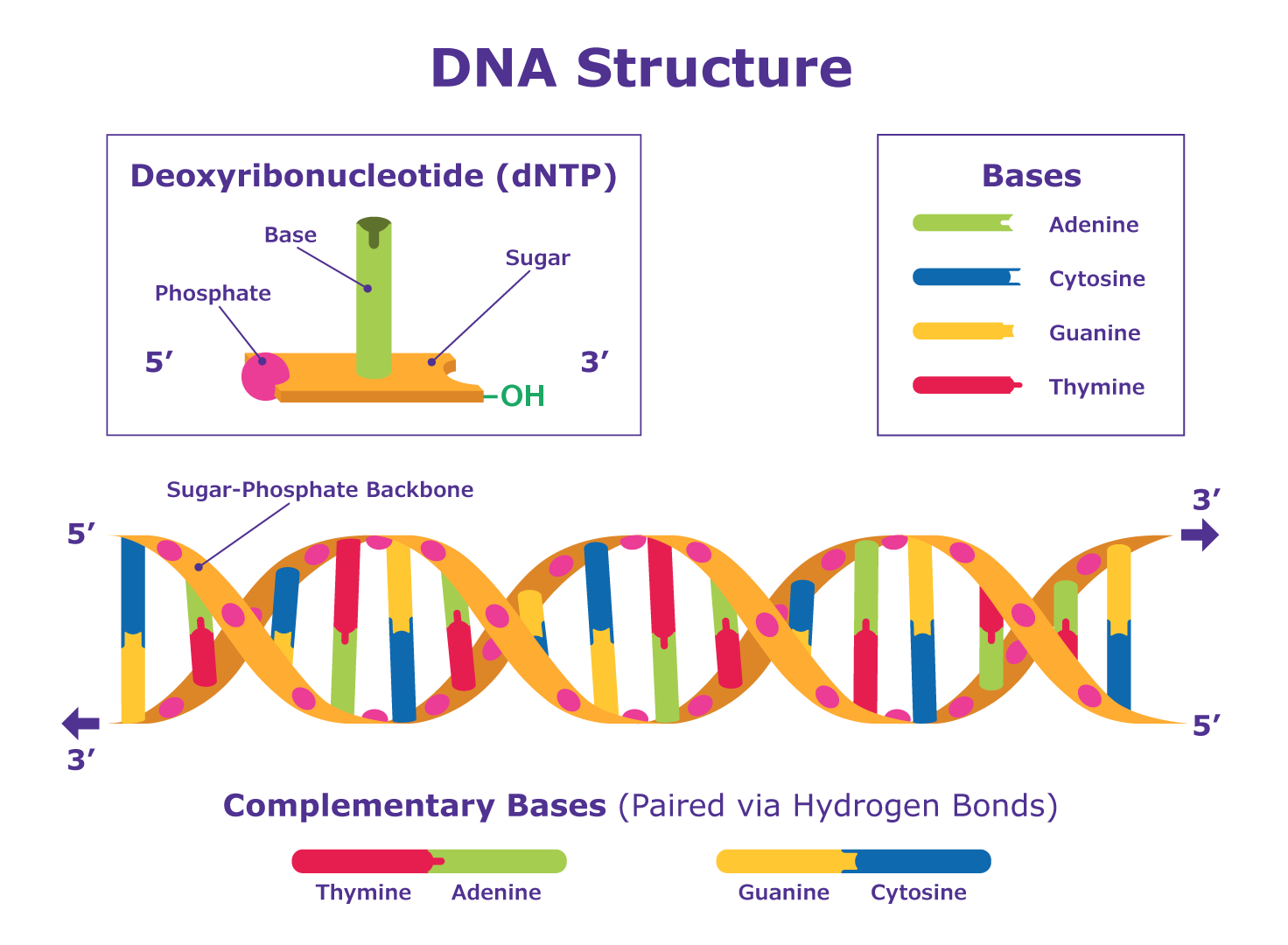  DNA Structure Schematic. DNA is a molecule composed of two strands that coil around each other to form a double helix. Each strand is made up of a string of molecules called deoxyribonucleotides (dNTPs).