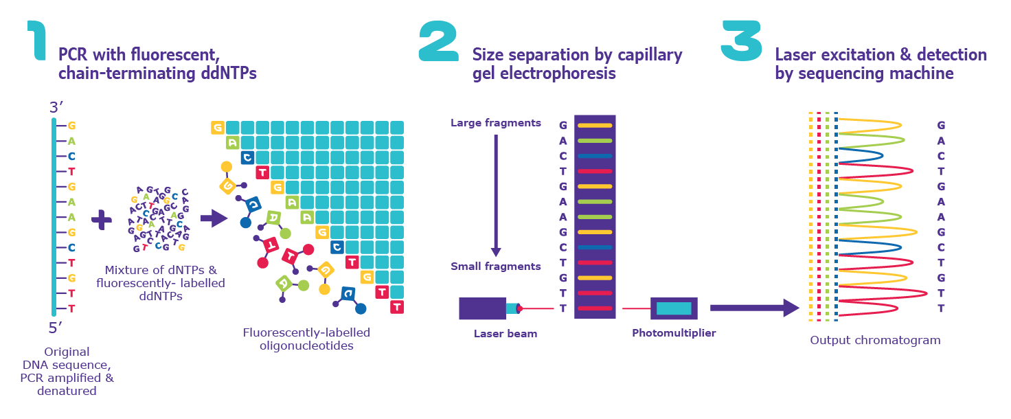 Automated Sanger Sequencing.