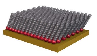 Schematic showing an ordered self-assembled monolayer