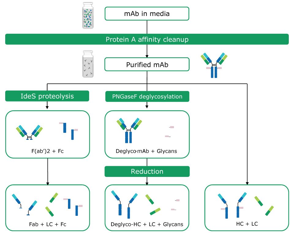 Antibody sample preparation by protein A affinity cleanup and chemical and proteolytic digestion options: Proteolysis with IdeS (formation of Fc and Fab fragments); PNGase F treatment (deglycosylation); chemical reduction (release of heavy and light chains). A combination of proteolysis and chemical reduction is also possible. Antibody sample preparation by protein A affinity cleanup and chemical and proteolytic digestion options: Proteolysis with IdeS (formation of Fc and Fab fragments); PNGase F treatment (deglycosylation); chemical reduction (release of heavy and light chains). A combination of proteolysis and chemical reduction is also possible.