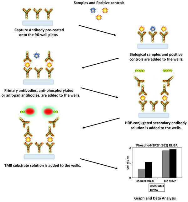 Phosphorylation Assay Procedure