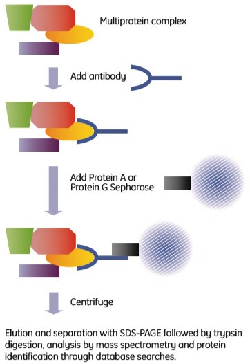 Outline of a co-immunoprecipitation experiment. Co-immunoprecipitation