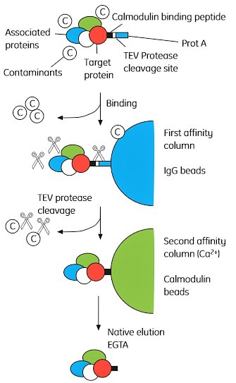 Overview of the tandem affinity purification (TAP) method. The TAP tag comprises CBP (calmodulin binding peptide) linked to a Protein A domain separated by a TEV cleavage site. Permission to reprint this figure was granted by Elsevier Global Rights Department. Overview of the tandem affinity purification