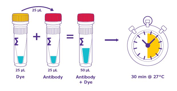 Mix the ColorWheel® antibody and dye and incubate at 27°C/room temperature for 30 minutes. 