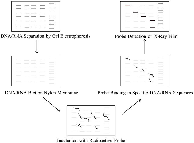 Steps involved in DNA/RNA blotting procedure