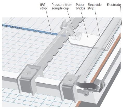 Setup for sample application via a paper bridge Setup for sample application via a paper bridge