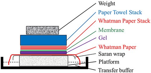 Southern/northern blot transfer assembly