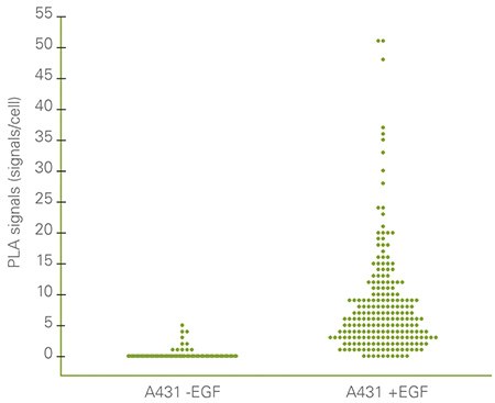 Single cell statistical analysis – quantification of phosphorylated EGFR in A431 cells. Each data point represents the presence of phosphorylated EGF receptors per cell in untreated cells and cells stimulated with rhEGF. Quantification was made using Duolink™ ImageTool. Single cell statistical analysis