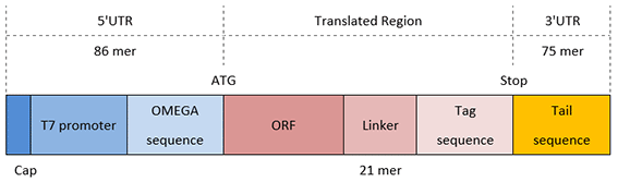 C-terminal tag DNA template c-termina-tag-dna-template