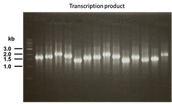 confirmation confirmation