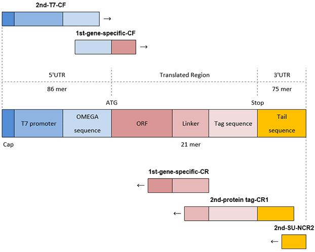 PCR of C-terminal tag DNA template pcr-c-terminal-tag