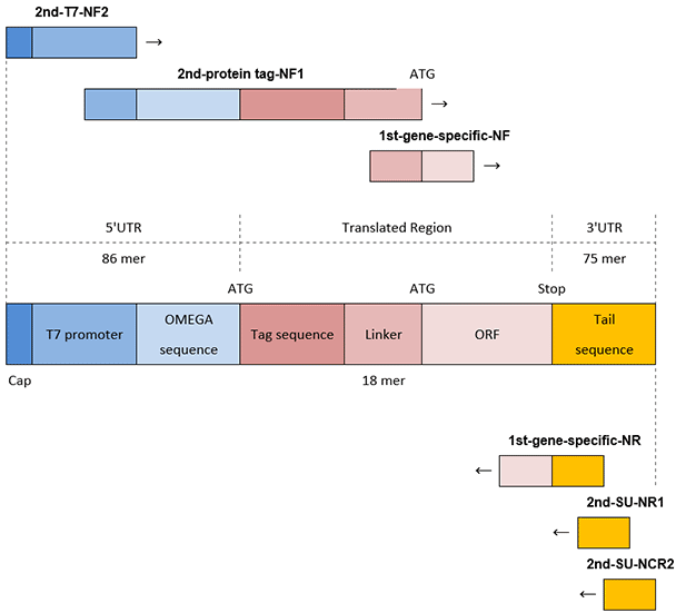 PCR of N-terminal tag DNA template pcr-n-terminal-tag