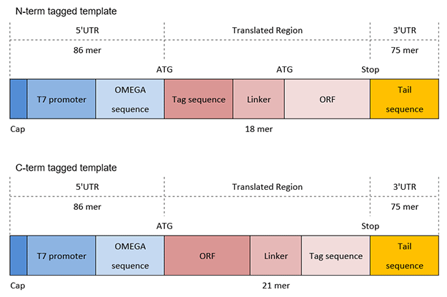 primer-list primer-list