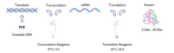 protein-synthesis protein-synthesis